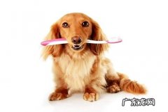 狗狗口臭该怎么办狗狗口臭治疗方法