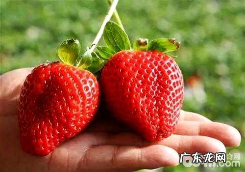 狗狗吃草莓,狗狗吃草莓怎么样