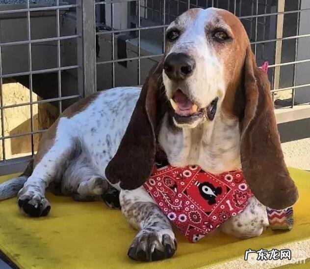 汇总十大感受重的小狗,什么小狗的感受重?