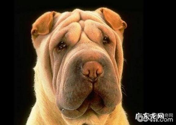 汇总十大感受重的小狗,什么小狗的感受重?