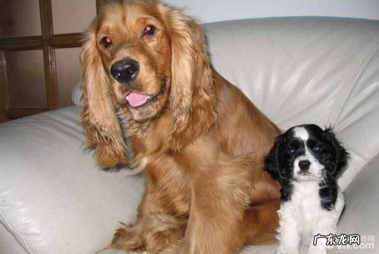 汇总十大感受重的小狗,什么小狗的感受重?