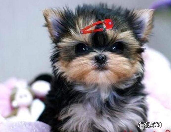 汇总十大感受重的小狗,什么小狗的感受重?