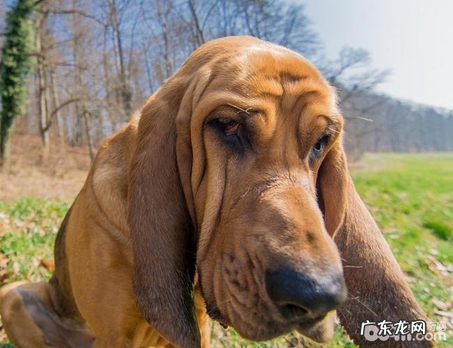 汇总十大感受重的小狗,什么小狗的感受重?