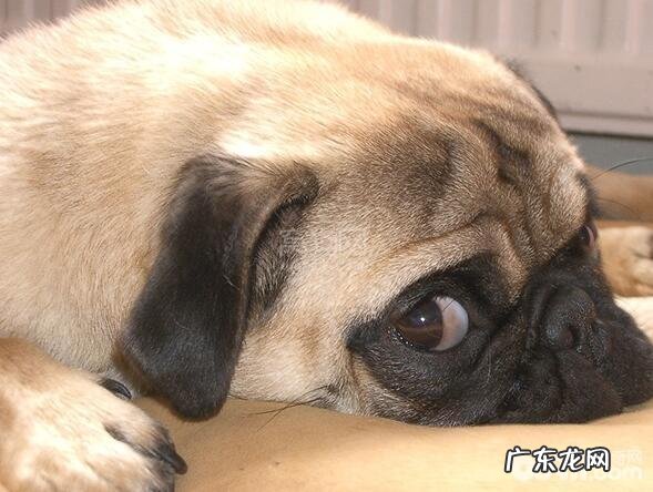 汇总十大感受重的小狗,什么小狗的感受重?