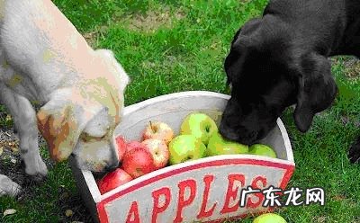 狗狗吃水果,小狗可以吃的水果品种有什么?