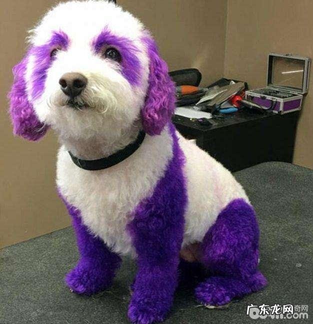 小狗染毛要注意什么,不宜染毛的小狗都有哪些?