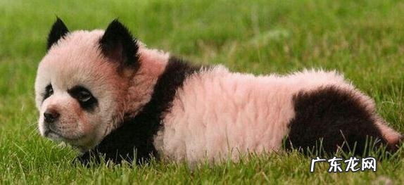 小狗染毛要注意什么,不宜染毛的小狗都有哪些?