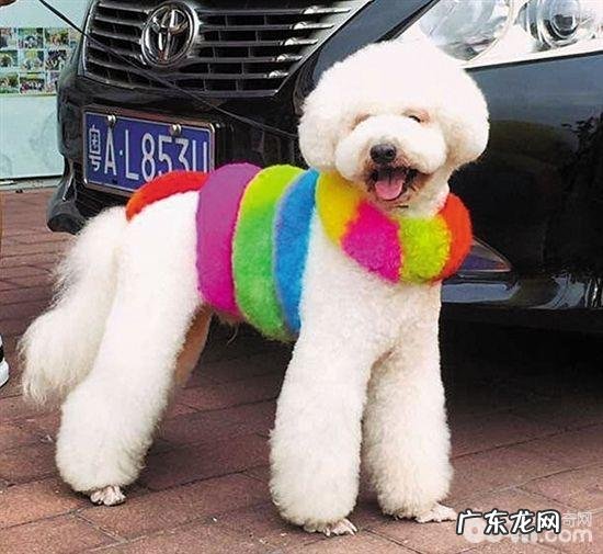 小狗染毛要注意什么,不宜染毛的小狗都有哪些?