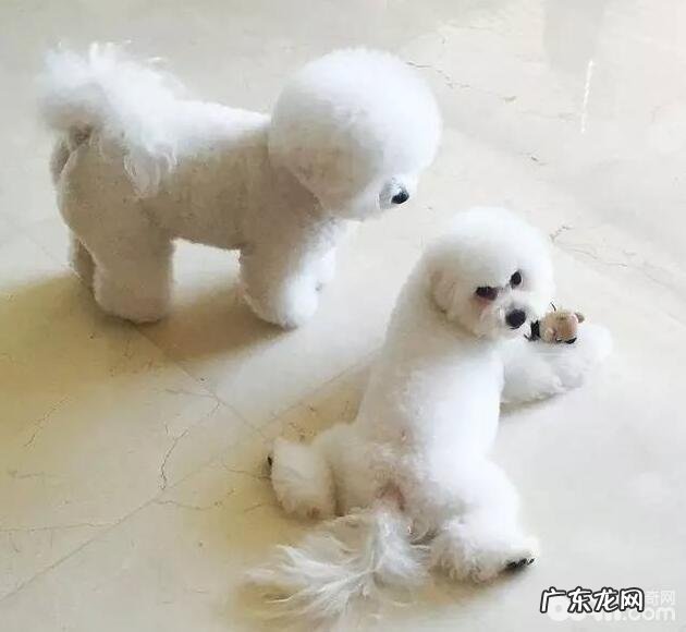 小狗普遍的五种个人行为深层分析