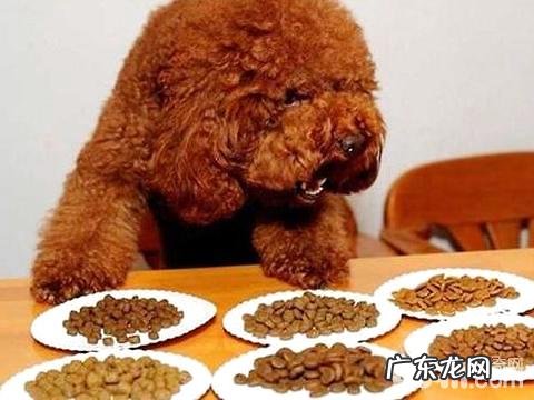 狗粮怎么选?有关犬粮的四大错误观念你掌握吗?