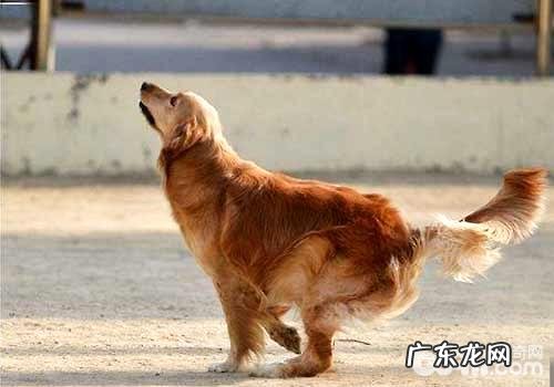 你了解不一样的小狗身体语言都意味着啥意思吗