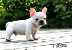 多少的幼狗能够喂干犬粮，幼犬喂养的常见问题