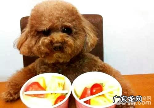 四种能够给小狗吃的人们食材,能够给小狗吃的人们食材