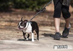 遛猫遛狗的常见问题都有哪些，遛猫遛狗的恰当方式