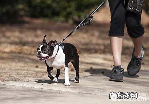 遛猫遛狗的常见问题都有哪些，遛猫遛狗的恰当方式