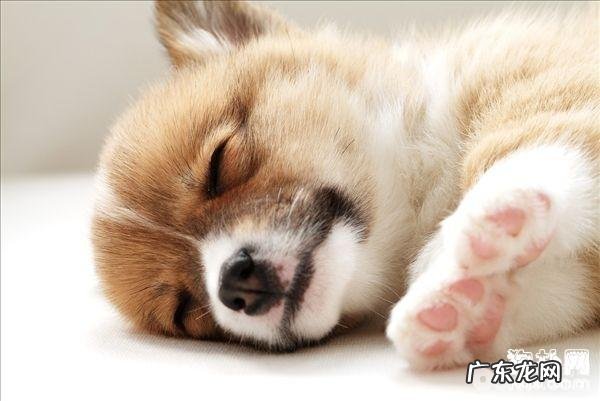 跟人一样小狗也会作梦吗？