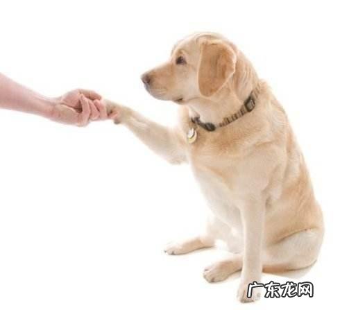 训练小狗的方式