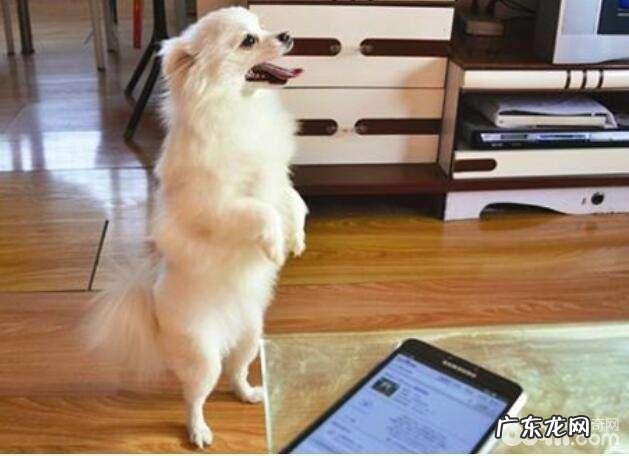 训练小狗的方式