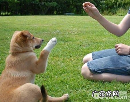 训练小狗的方式