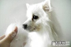 狗狗掉毛 狗狗掉毛的缘故有什么