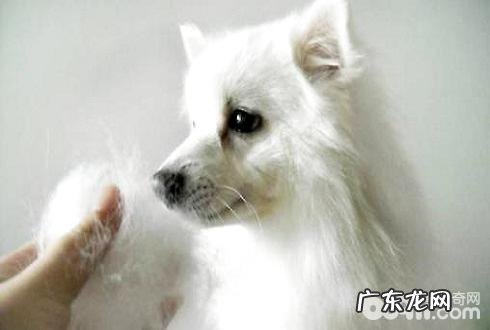 狗狗掉毛 狗狗掉毛的缘故有什么
