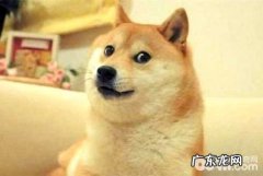 小狗有记忆能力吗 小狗的记忆能力能够不断多长时间