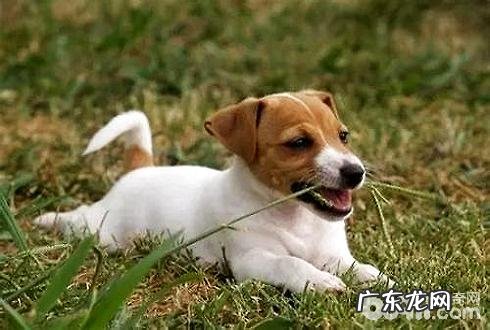 狗狗吃草 狗狗吃草是病了吗