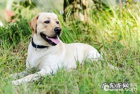 短毛犬冬季怎么养 短毛犬冬季喂养常见问题