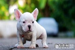 小狗胡子要剪修吗 小狗胡子有什么作用