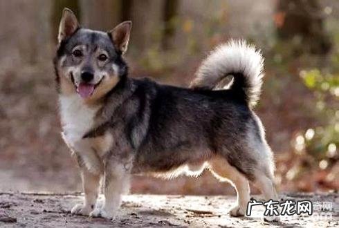 腿短的狗狗有什么 短腿狗狗大盘点