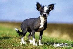 无毛犬有什么种类 全球四大无毛犬种详细介绍