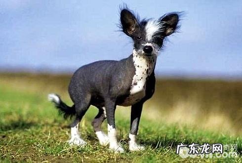 无毛犬有什么种类 全球四大无毛犬种详细介绍