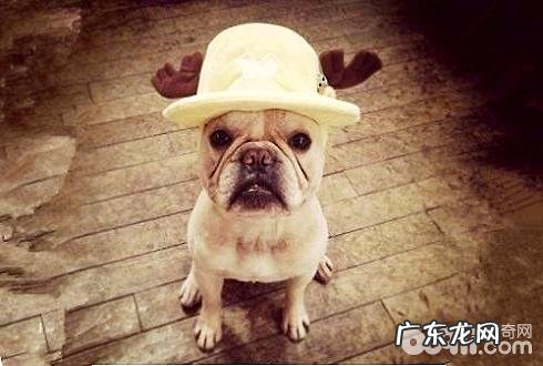 照料小狗节省成本的七大窍门