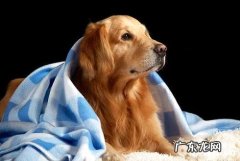 小狗必须营养膏吗 小狗吃营养膏好么