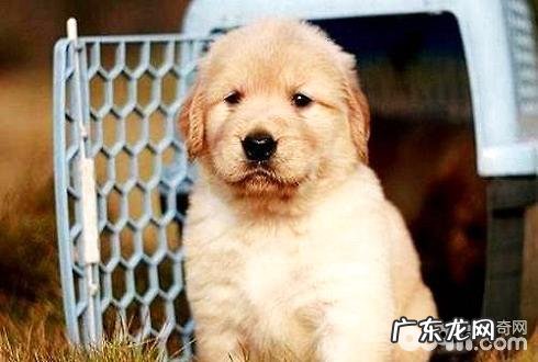 金毛幼犬如何饲养 金毛幼犬饲养方式详细介绍