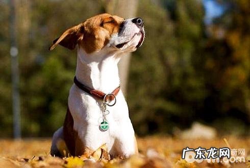 小狗必须带玲铛吗 小狗带玲铛有哪些好处呢