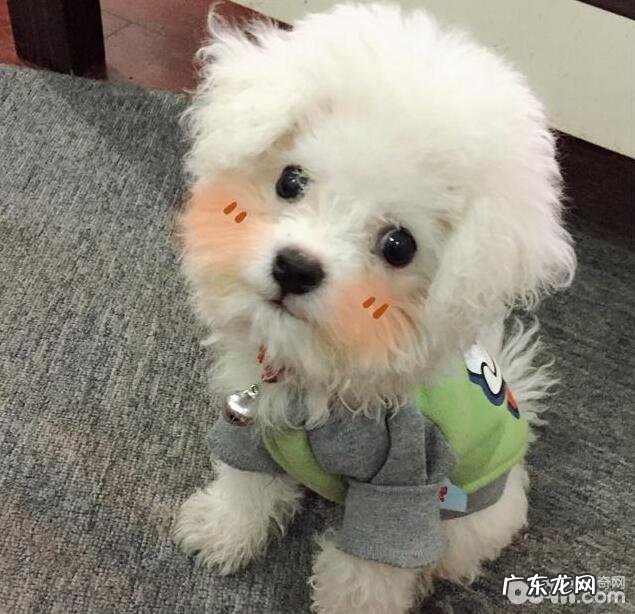 不必对小狗做的八件事有什么