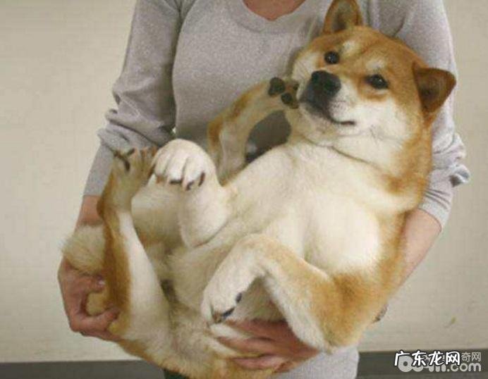 不必对小狗做的八件事有什么