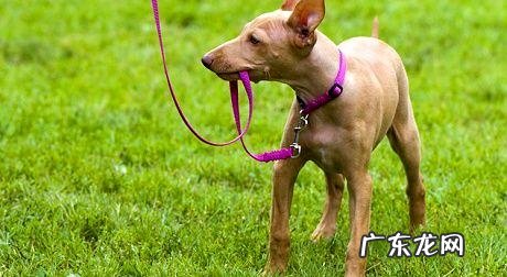 狗狗丢了该怎么办？怎么快速找到走丢的小狗？