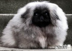 小狗吃水果，小狗能不能吃水果？