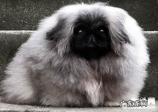 小狗吃水果,小狗能不能吃水果?