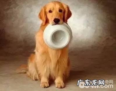 小狗吃大便的缘故，小狗怎么会吃大便？