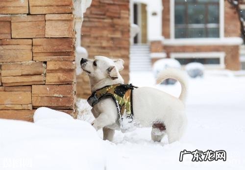 小狗吃大便的缘故，小狗怎么会吃大便？