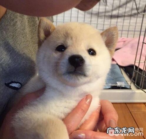 养宠物的你不可不知道的一些事