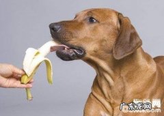 狗狗吃香蕉，小狗能不能吃苹果？