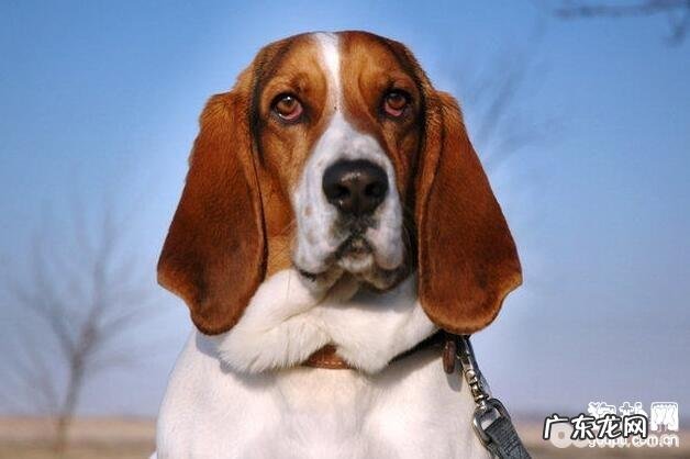 小狗能不能喝纯牛奶，狗狗喝牛奶会有哪些不良影响？