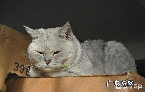 猫咪可以吃乳果糖吗，乳果糖猫咪一次吃多少？