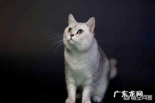 猫咪可以吃乳果糖吗，乳果糖猫咪一次吃多少？