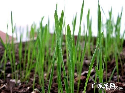 猫咪可以吃乳果糖吗，乳果糖猫咪一次吃多少？