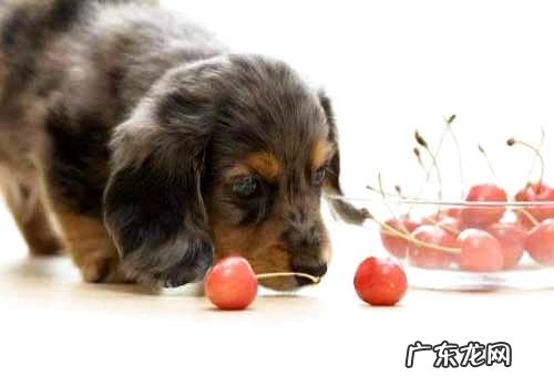 狗狗吃樱桃,小狗吃完大樱桃会怎么样?